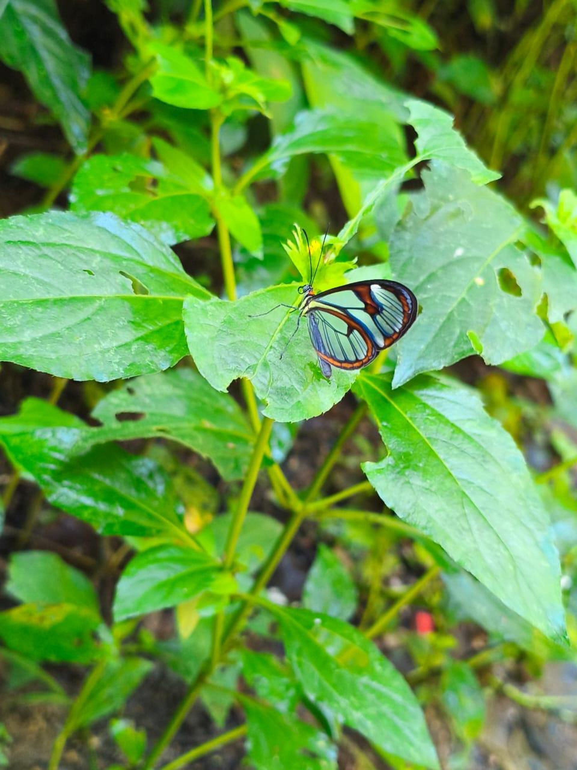 Borboleta-asa-de-vidro é registrada no Parque Estadual da Serra da Tiririca do Inea, em Niterói
 - Inea/Ronaldo Costa