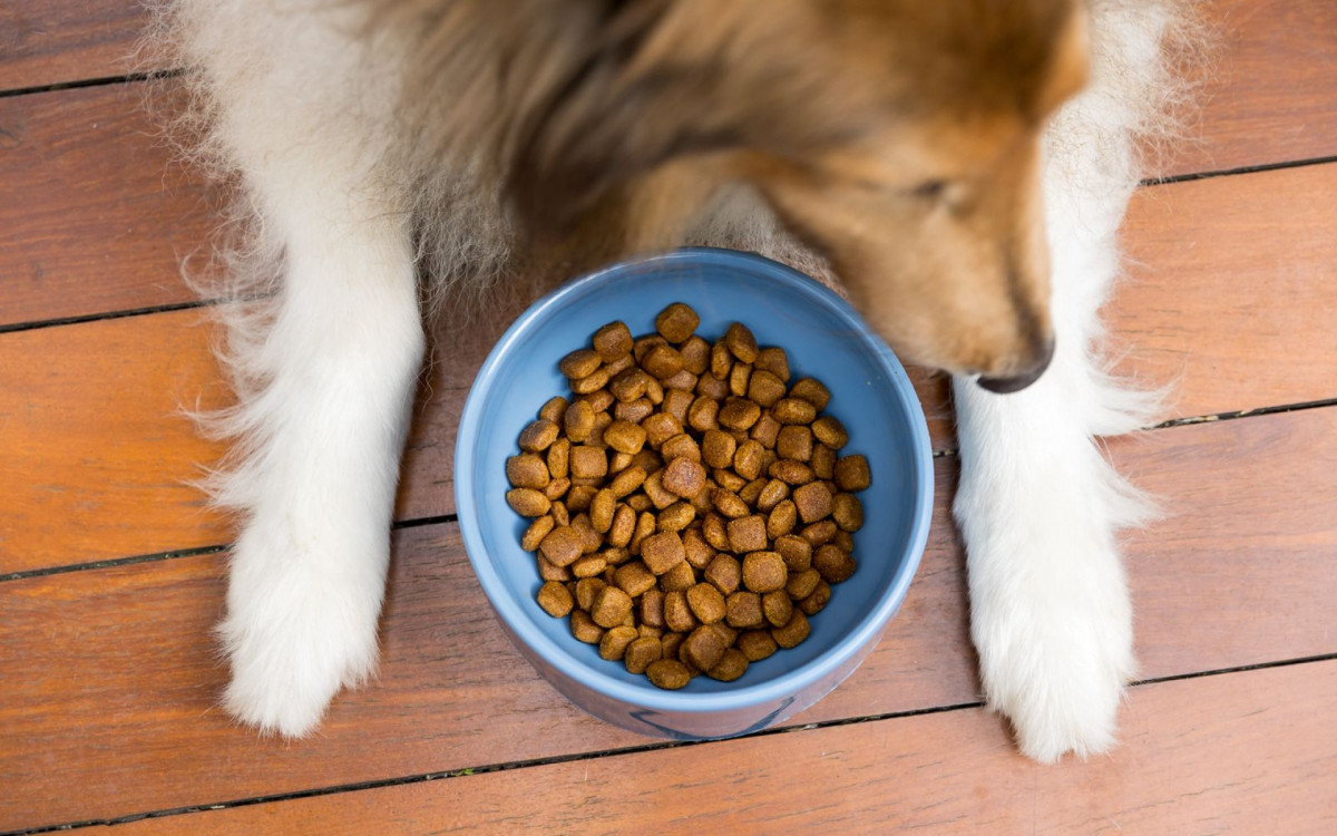 ,O desafio está em adaptar a rotina alimentar do animal a essa nova condição metabólica
