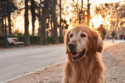 Pets vivem mais e exigem novos cuidados: doenças crônicas mudam a rotina da medicina veterinária