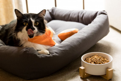 Castração exige atenção redobrada à alimentação para evitar obesidade em cães e gatos