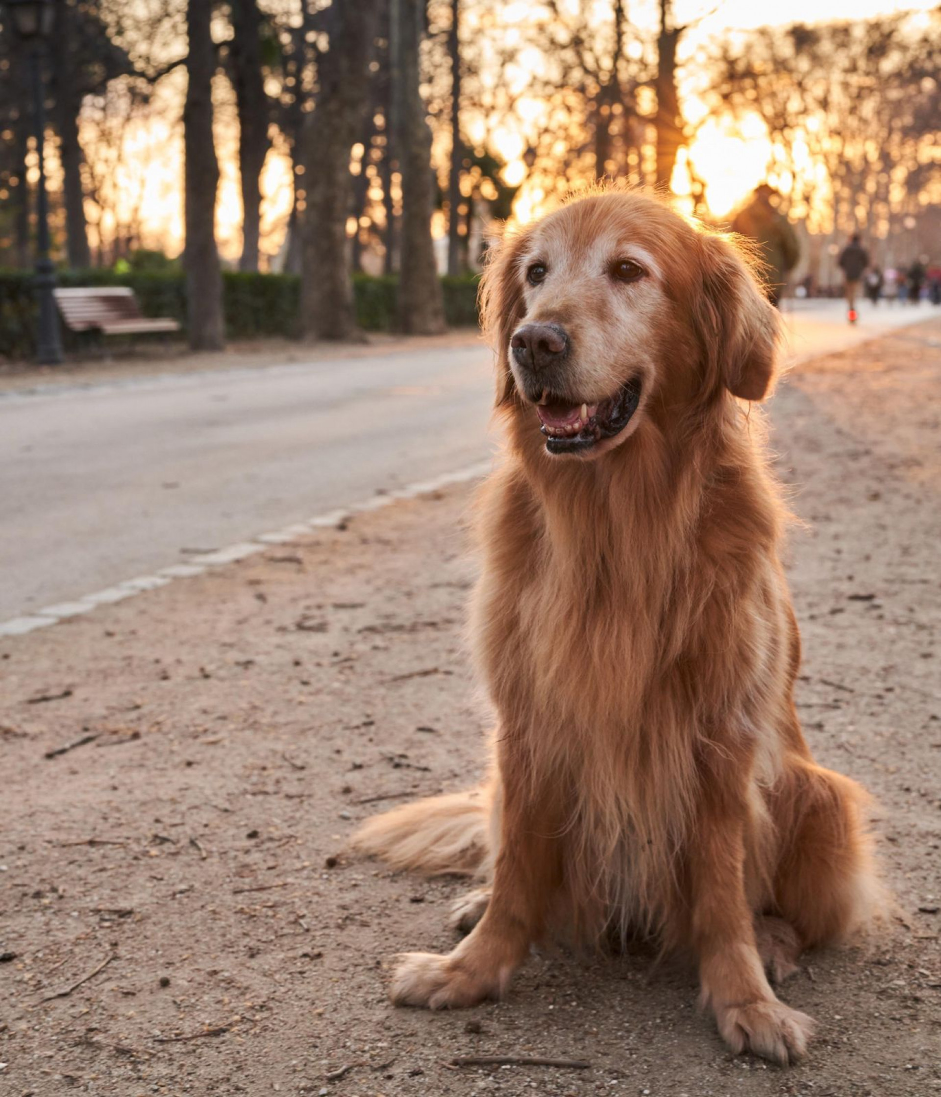 O aumento da expectativa de vida dos pets tem sido acompanhado pelo crescimento dos casos de doenças crônicas