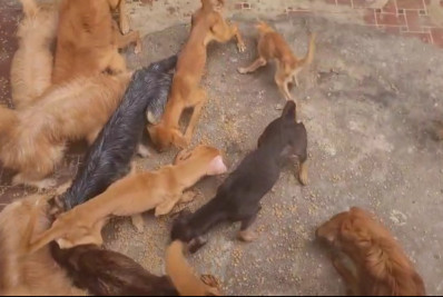 Homem é preso por maus-tratos após deixar cachorros em situação extrema