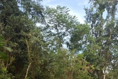Área de preservação permanente sofre degradação ambiental em Paraty