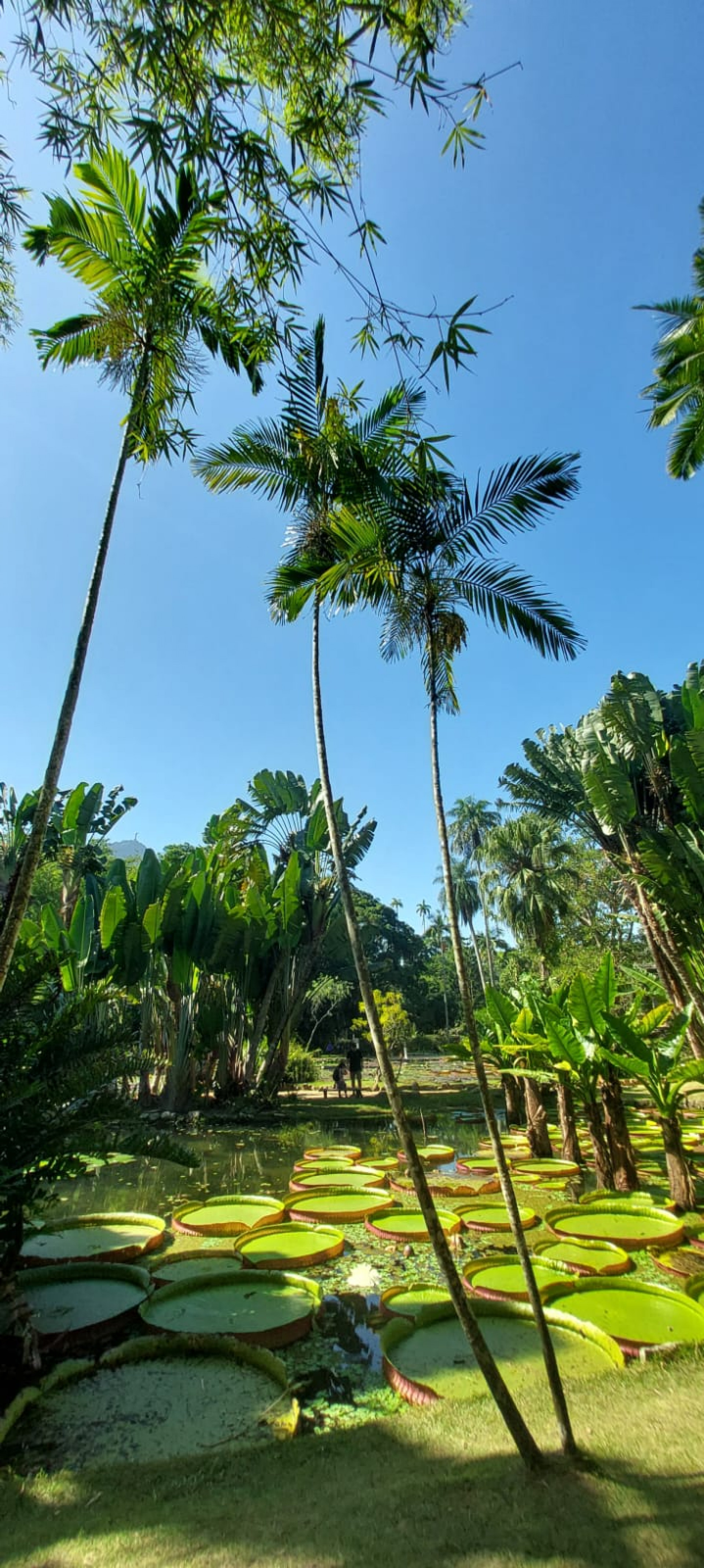 Jardim Botânico do Rio celebra aniversário com entrada gratuita ao público neste sábado (13)
 - Divulgação/ Ester Santos