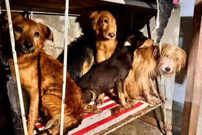 Cães são resgatados após denúncia de maus-tratos no centro