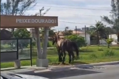Cavalos soltos transformam Amaral Peixoto em armadilha e moradores cobram fiscalização em Barra de São João