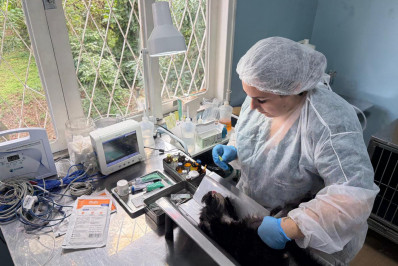 UBS PET realiza 230 cirurgias desde sua inauguração e amplia acesso ao atendimento veterinário gratuito em Barra do Piraí