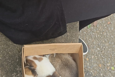 Sete cães são abandonados em estacionamento de shopping em Madureira