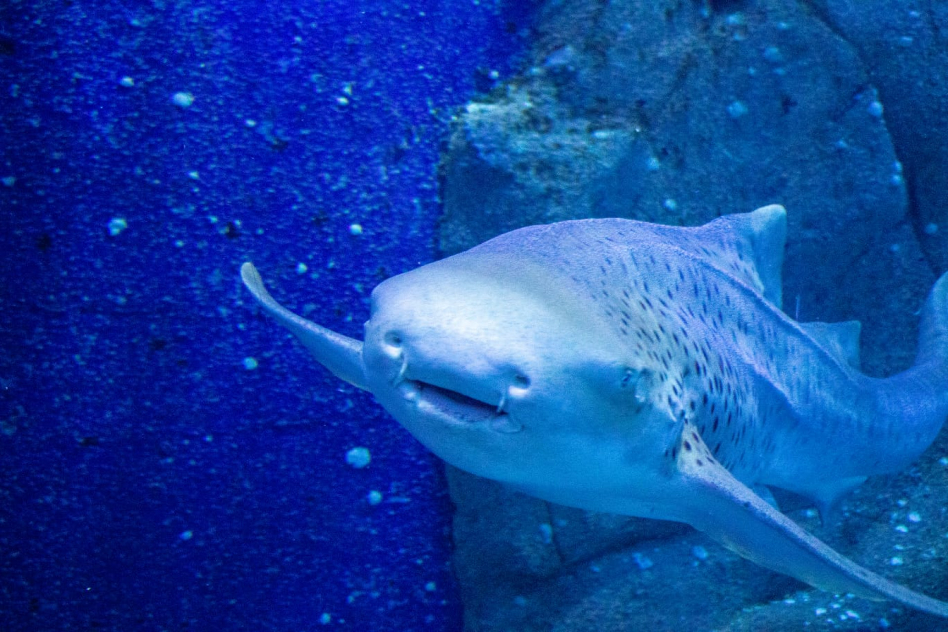 Ritinha, a tubarão-oráculo do AquaRio, escolhe seu palpite para Brasil x Haiti
 - Érica Martin/Agência O DIA