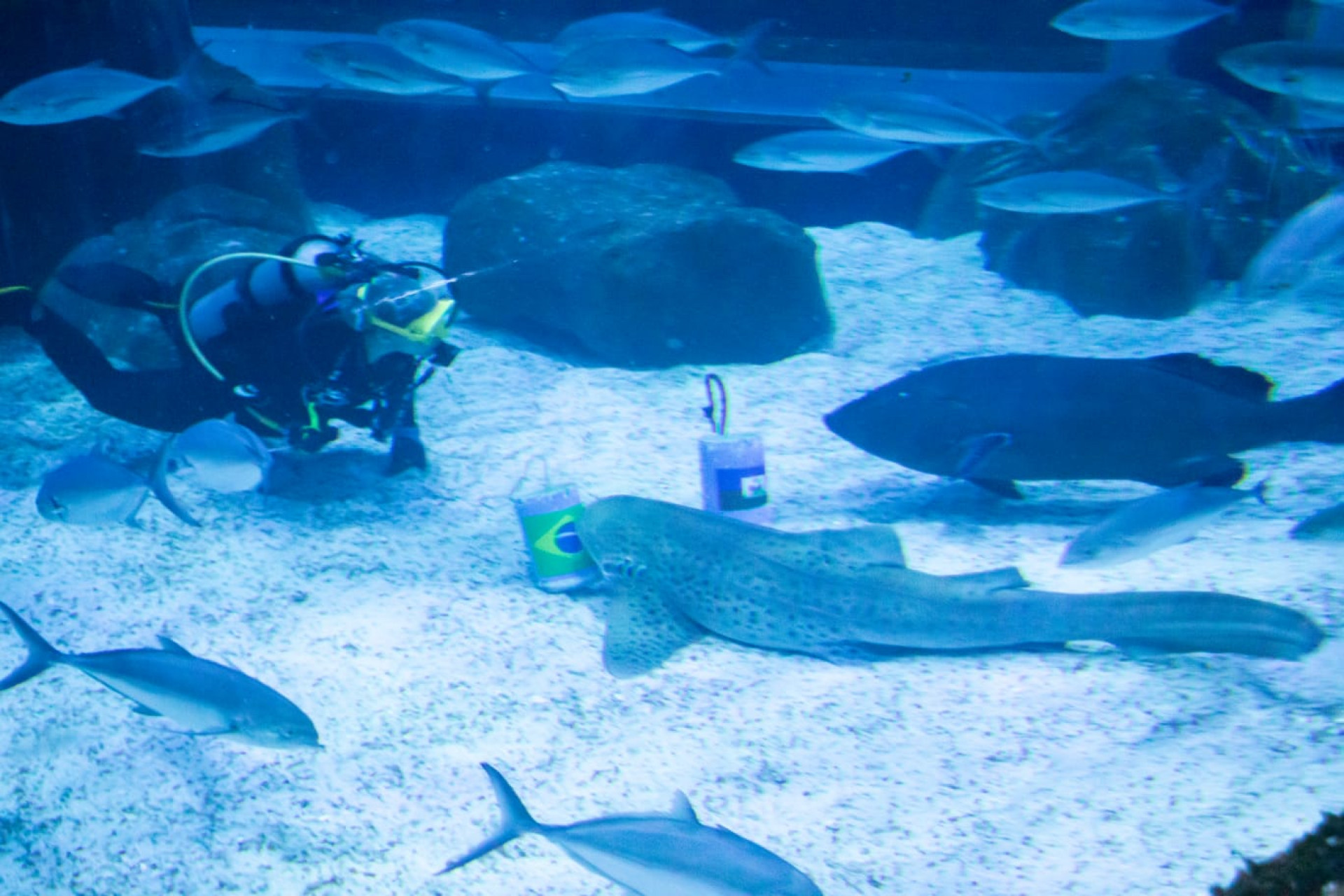 Ritinha, a tubarão-oráculo do AquaRio, escolhe seu palpite para Brasil x Haiti
 - Érica Martin/Agência O DIA