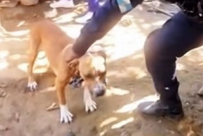 PM prende três pessoas por maus-tratos contra animais em Três Rios