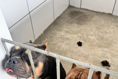 Decisão judicial garante à Prefeitura de Volta Redonda direito de proteger animais vítimas de maus-tratos
