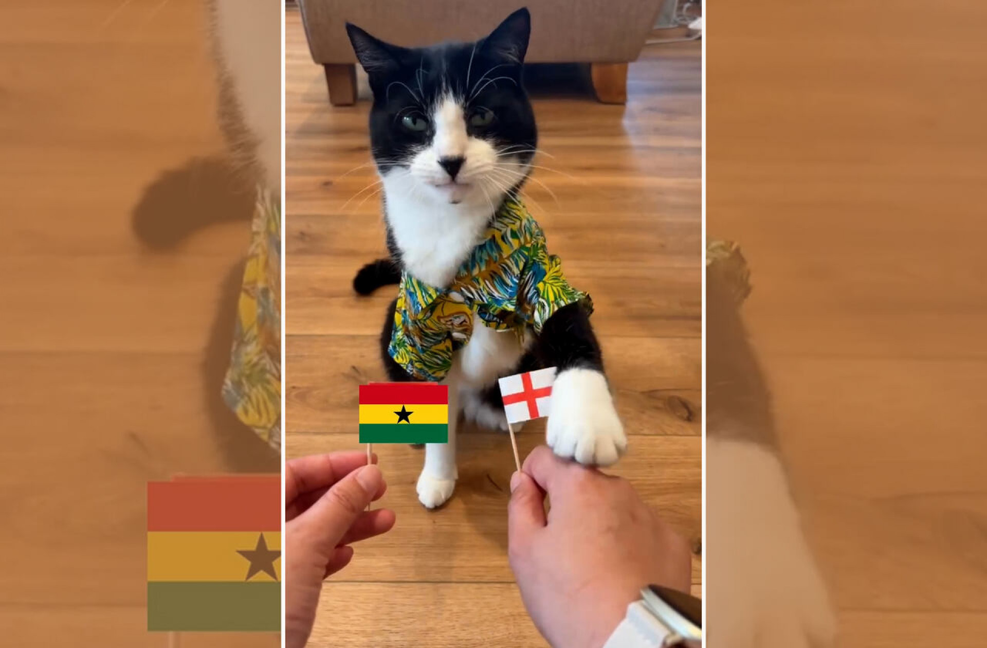 Conhe&ccedil;a Billy, o gato vidente da Copa do Mundo que &eacute; “inimigo” do empate