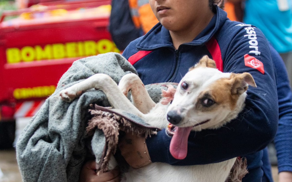 Cachorro também foi resgatado dos escombros