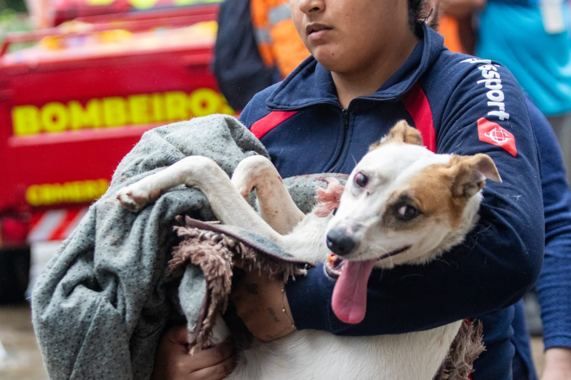 Cachorro também foi resgatado dos escombros - Érica Martin / Agência O Dia