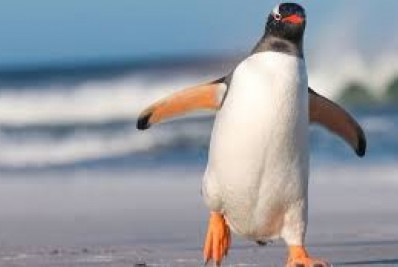Temporada de pinguins começa e Guarda Ambiental orienta população sobre como agir