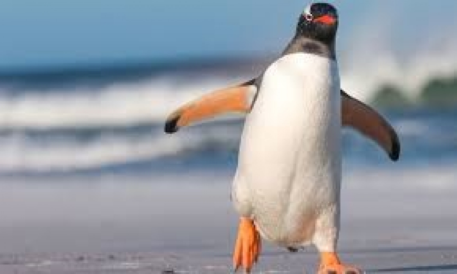 Temporada de pinguins começa e Guarda Ambiental orienta população sobre como agir