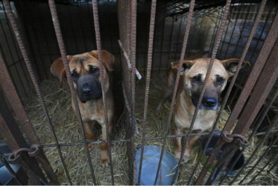 Cães somem antes de proibição da carne de cachorro na Coreia do Sul