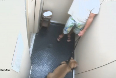 Tutor é denunciado por matar afogado o próprio cão em Copacabana