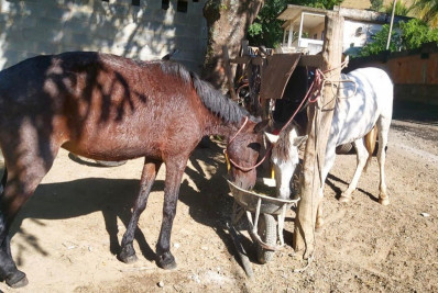 Força-tarefa salva cavalo e égua vítimas de maus-tratos 