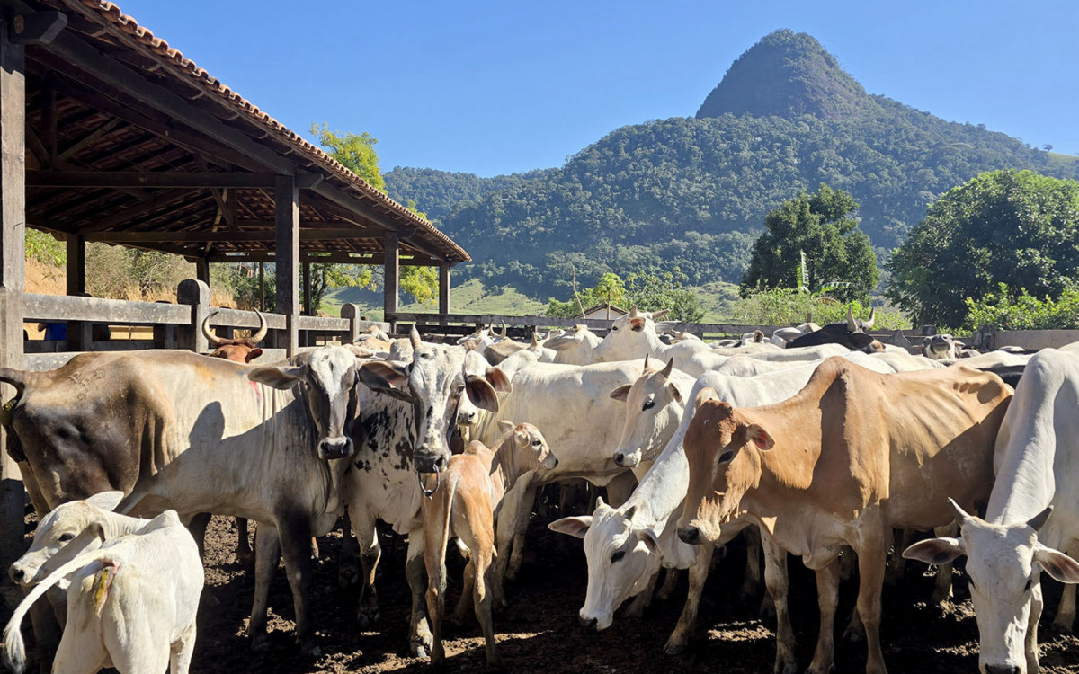 Programa leva tecnologia reprodutiva ao campo e fortalece a pecuária com assistência técnica gratuita aos produtores rurais