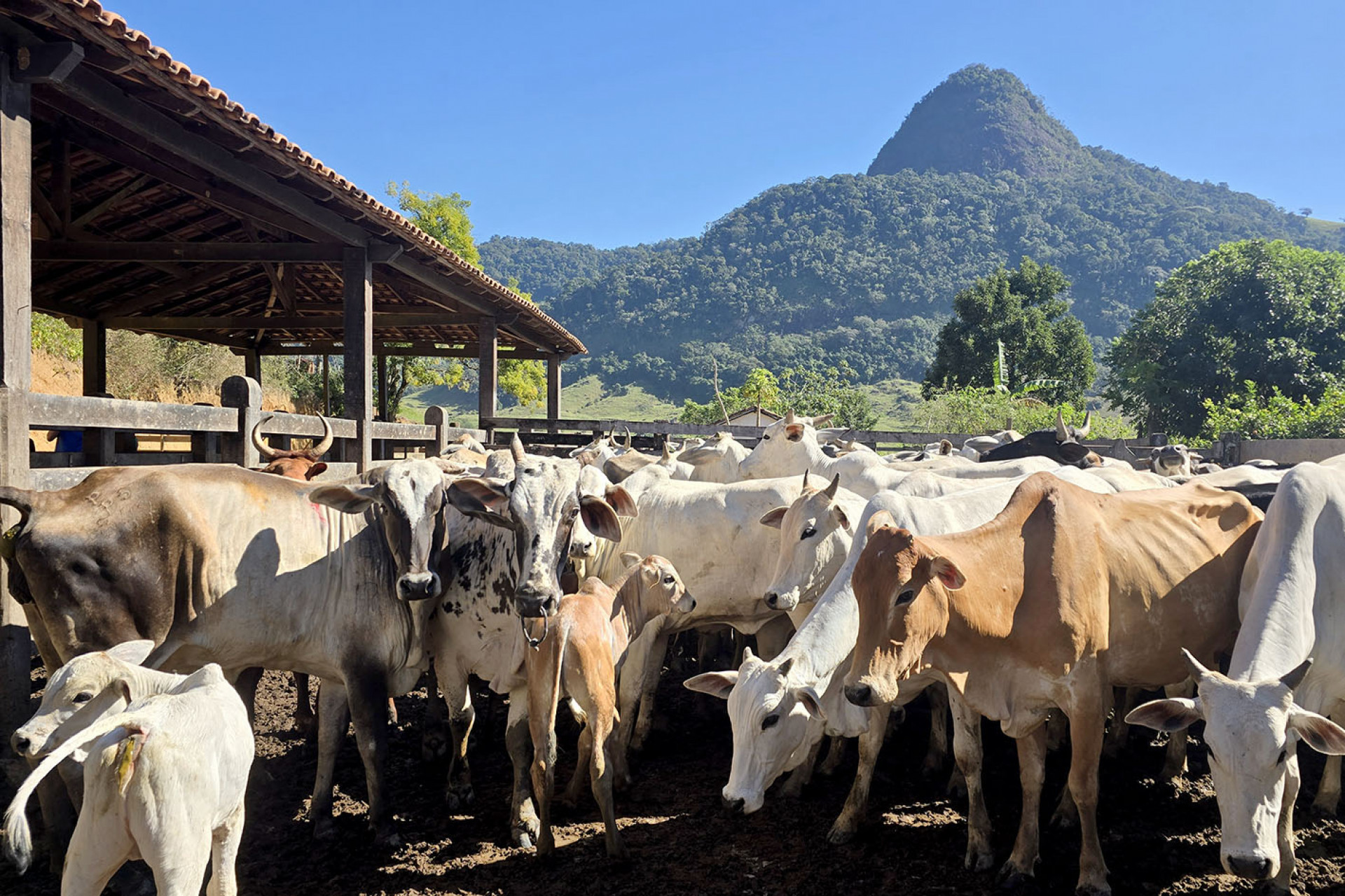 Programa leva tecnologia reprodutiva ao campo e fortalece a pecu&aacute;ria com assist&ecirc;ncia t&eacute;cnica gratuita aos produtores rurais - Foto: Divulga&ccedil;&atilde;o