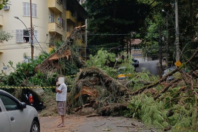 Árvore cai sobre fiação de rua no Grajaú 