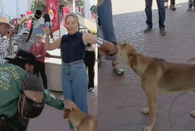 Vídeo! Cachorro tenta 'comer' ponto eletrônico de repórter ao vivo