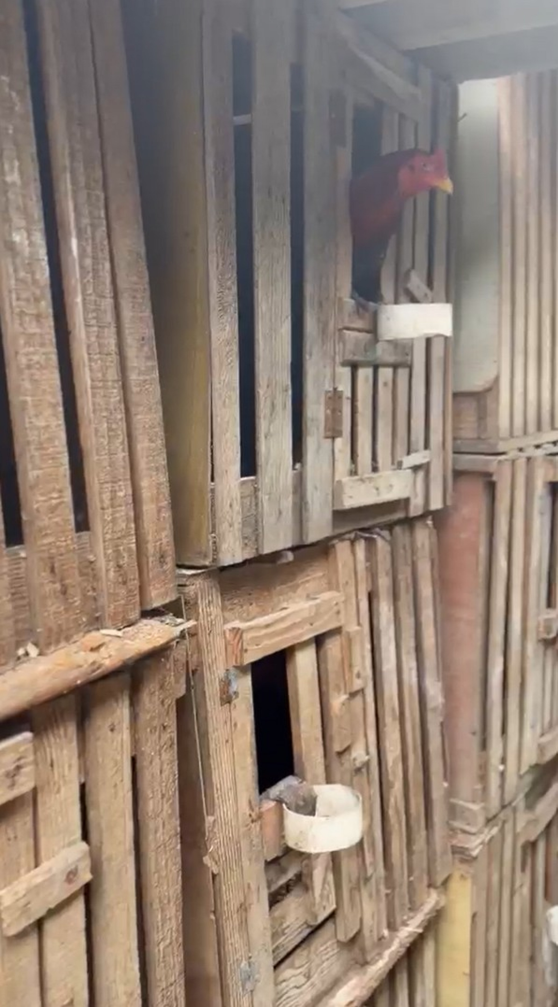 Rinha de galo é descoberta em Duque de Caxias - Divulgação / PMERJ