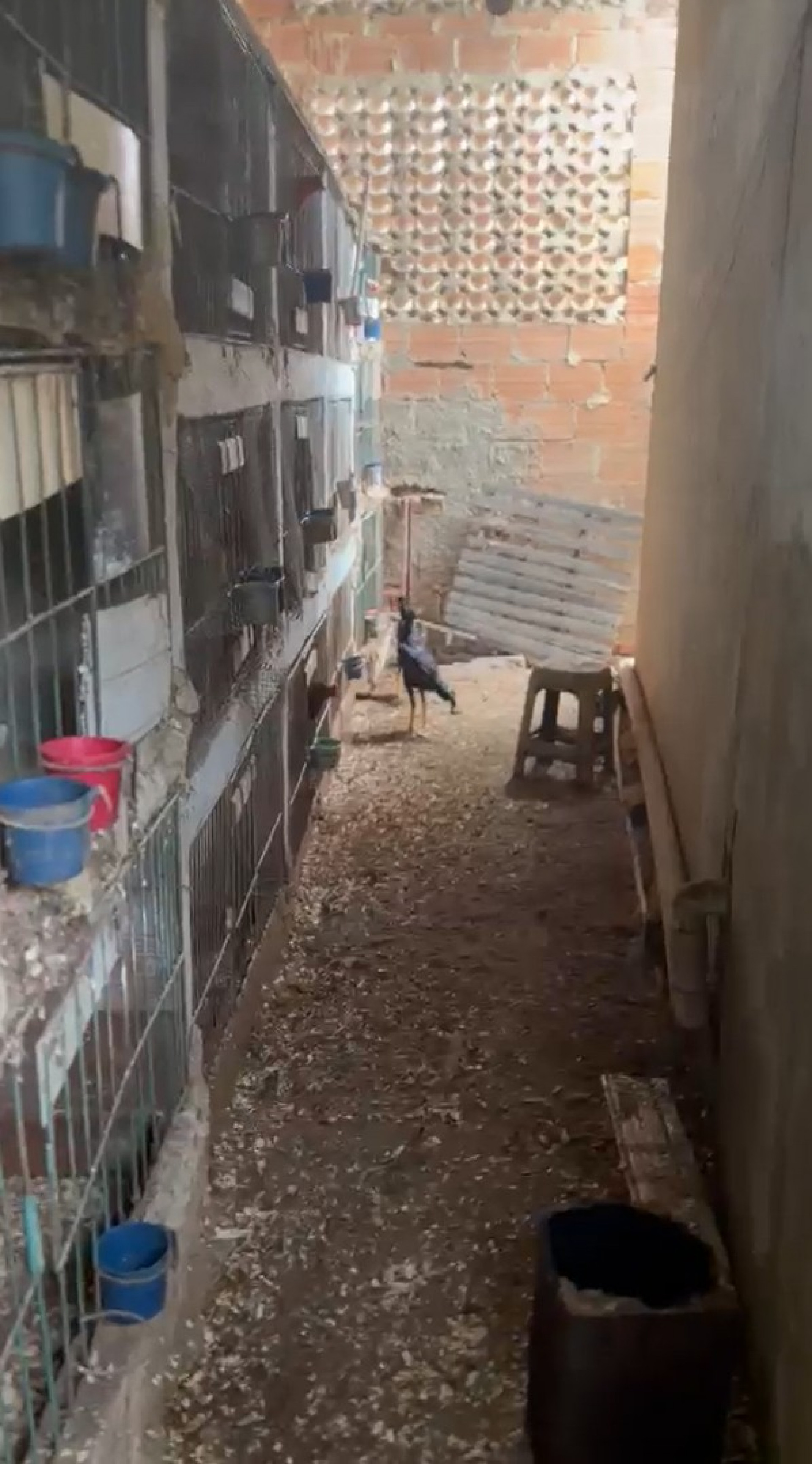 Rinha de galo é descoberta em Duque de Caxias - Divulgação / PMERJ