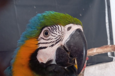 ASAS registra 101 atendimentos em junho e mantém atuação na recuperação da fauna silvestre