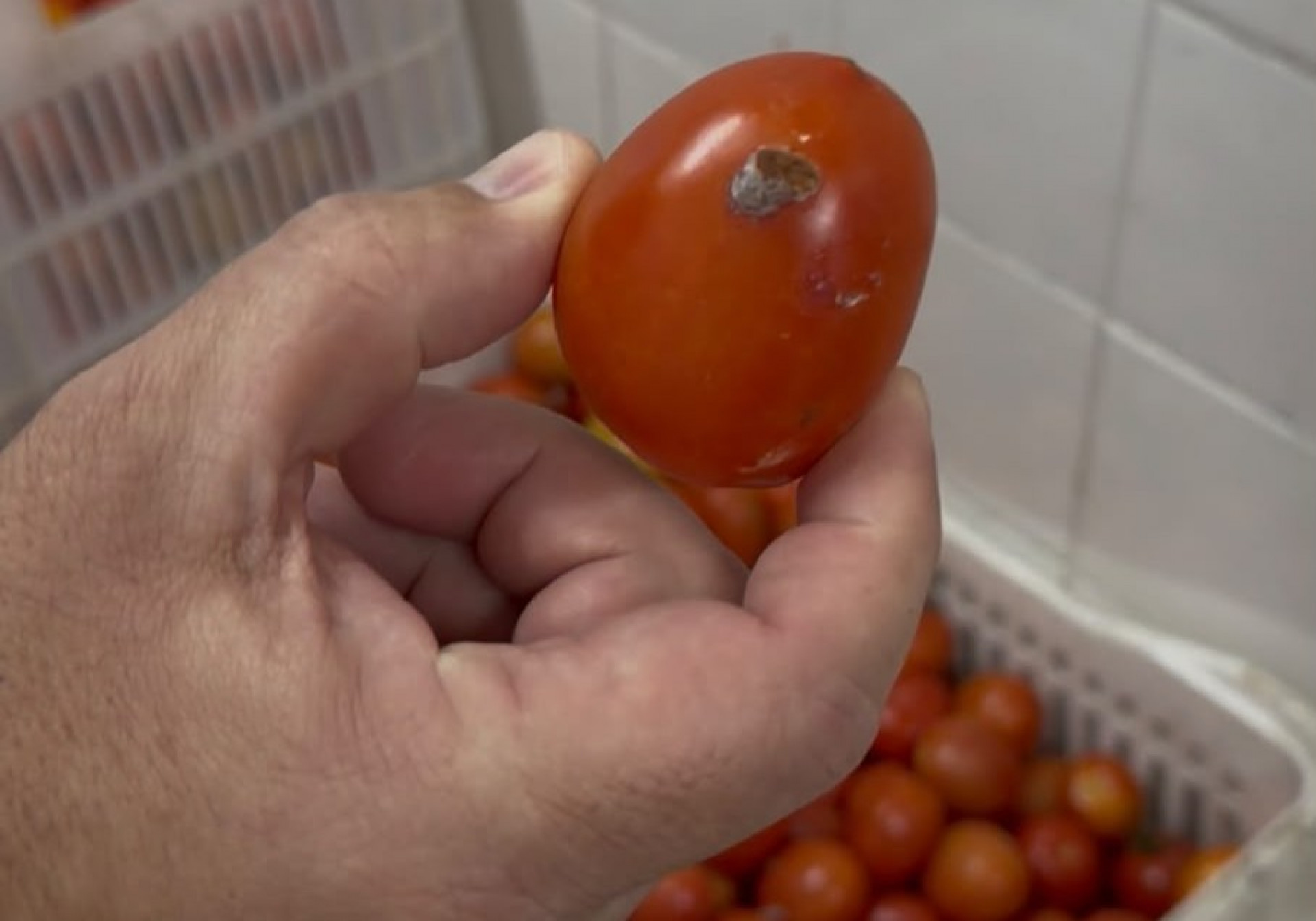 Hortifrutis encontrados estragados