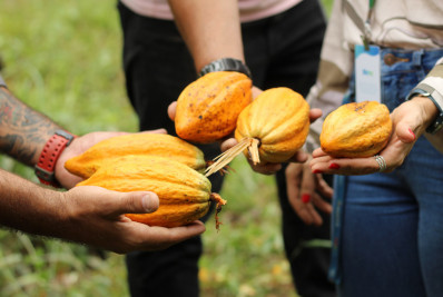 No Dia Mundial do Chocolate, Maricá começa a produzir cacau e implantar fábrica de chocolates