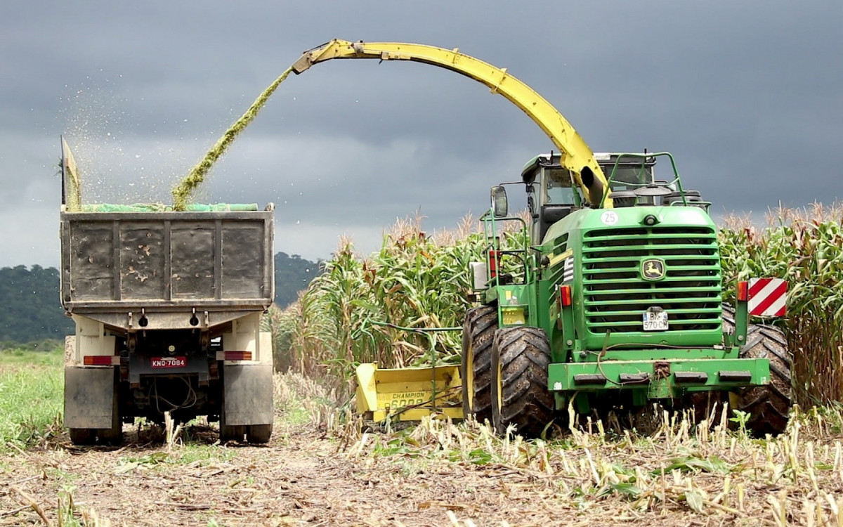 Lavouras de milho fazem de Macaé o principal produtor do Estado e reforçam a importância da agricultura para a economia regional