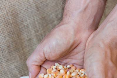 Milho movimenta R$ 6,8 milhões por ano e transforma Macaé na maior potência agrícola do Estado do Rio