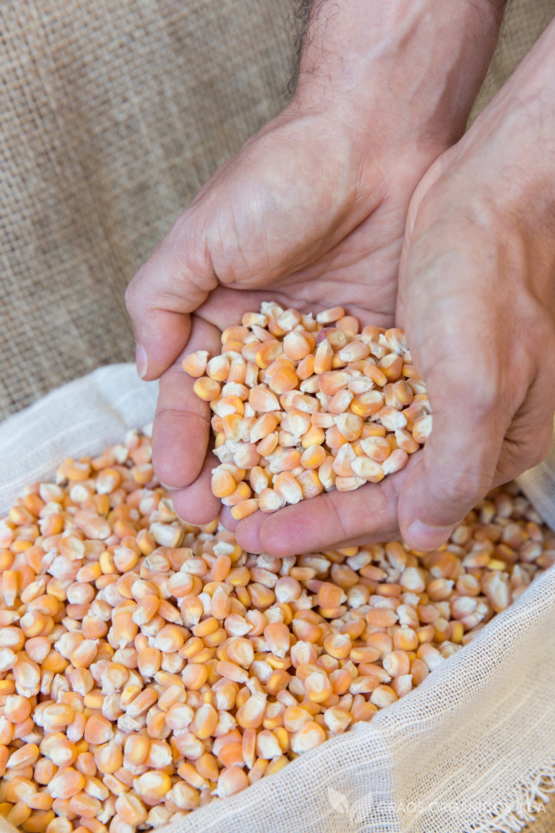 Lavouras de milho fazem de Macaé o principal produtor do Estado e reforçam a importância da agricultura para a economia regional