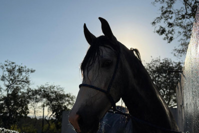 Araruama recebe VI Exposição Inéditos do Mangalarga Marchador neste fim de semana