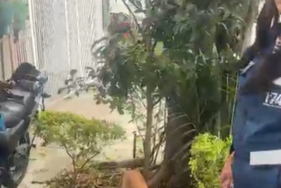 Cachorro é resgatado após ser abandonado em árvore na Zona Norte