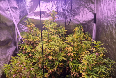 Polícia Civil desmonta laboratório de maconha em Seropédica