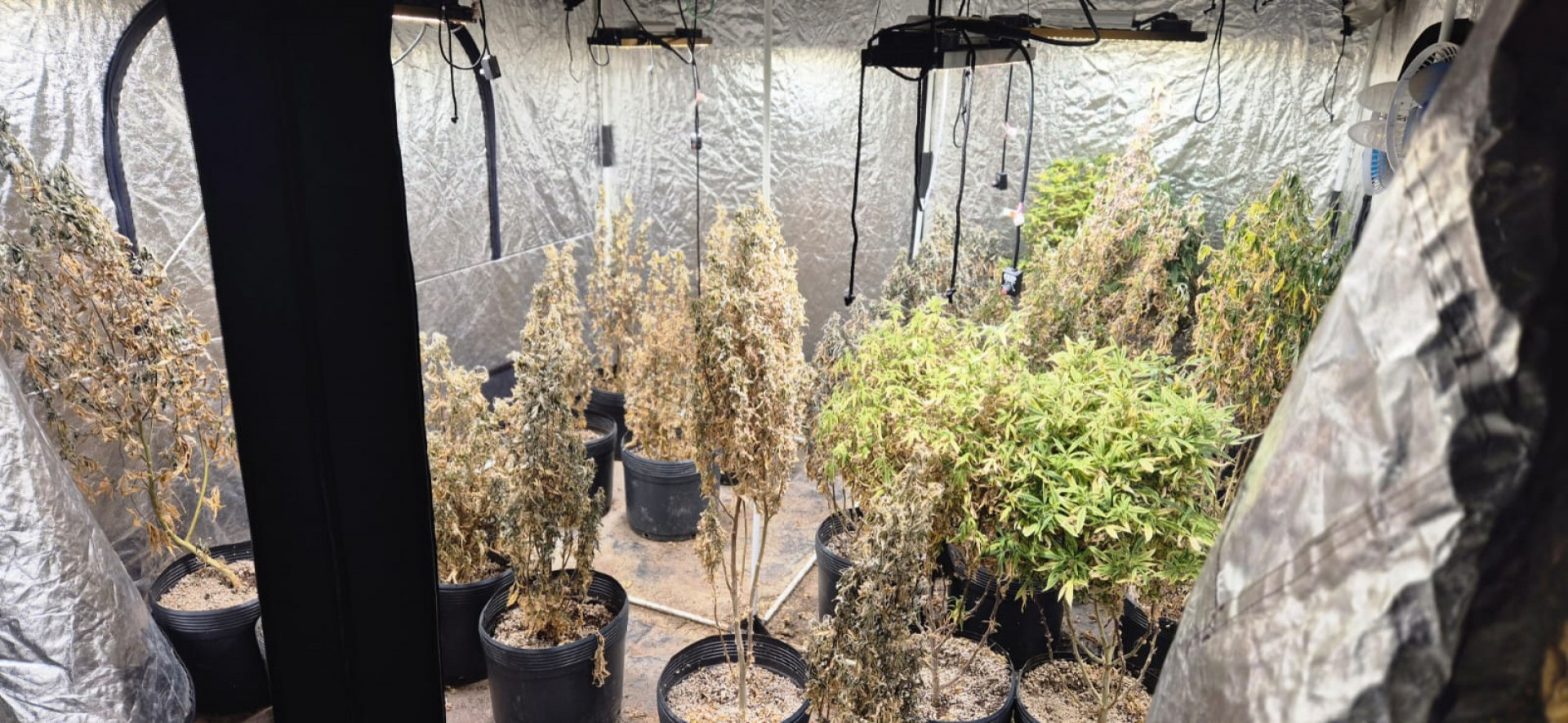 Estrutura contava com sistema de iluminação e climatização para produção de cannabis - Divulgação PCRJ