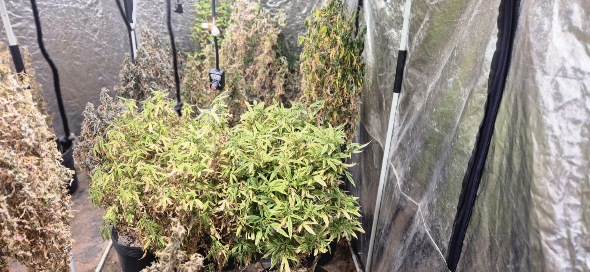 Agentes encontraram estufas, equipamentos e insumos usados no cultivo da droga - Divulgação PCRJ