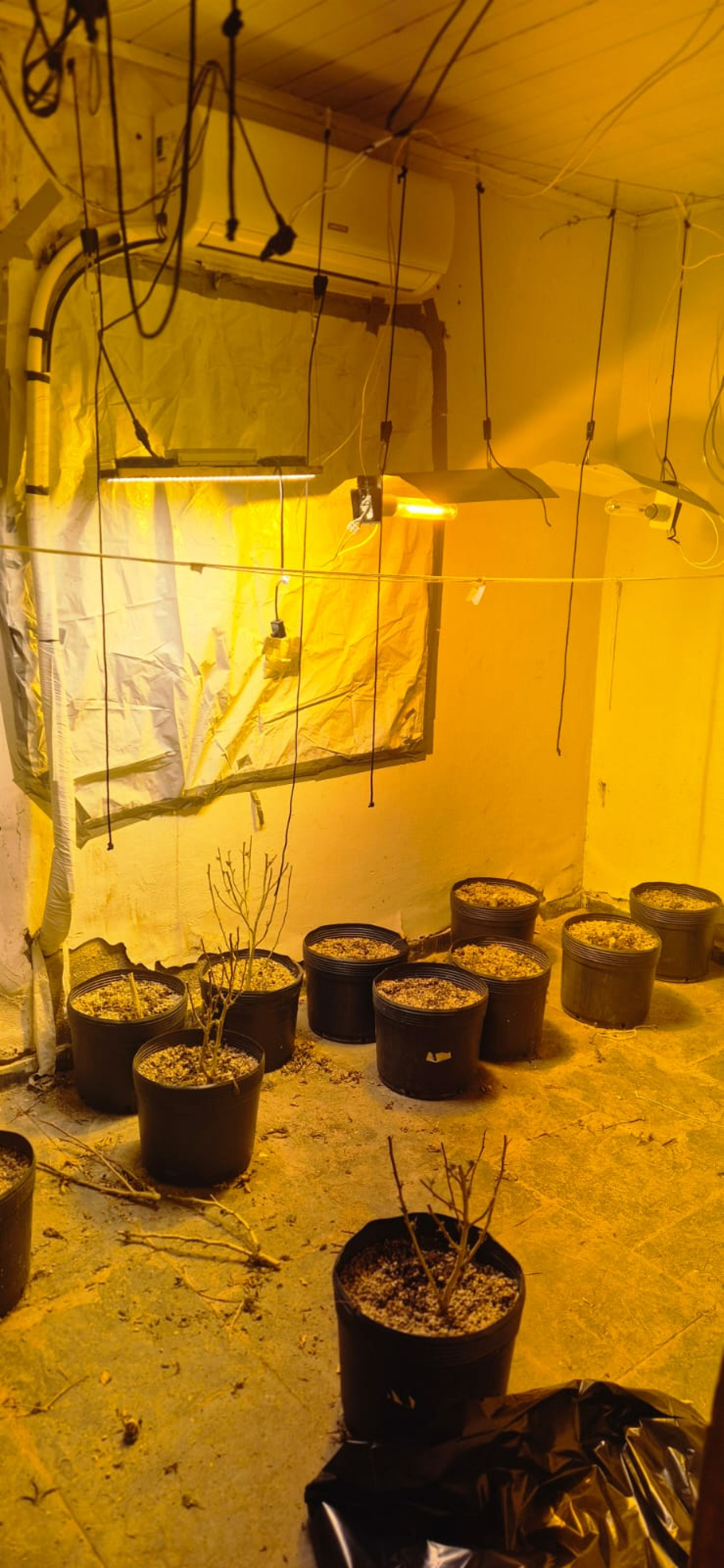 Laboratório clandestino de produção de maconha foi desmontado pela Polícia Civil em Seropédica - Divulgação PCRJ