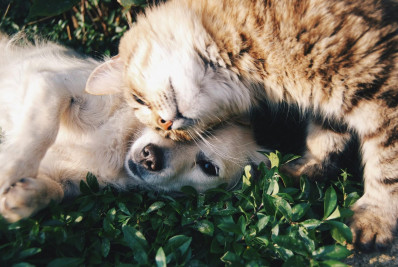 Julho Dourado: prevenir é o melhor caminho para garantir a saúde dos pets