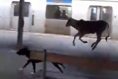 Vídeo: Bezerro invade estação de trem de Japeri e assusta passageiros