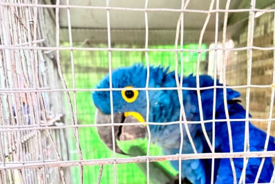 PF encontra aves exóticas e animais silvestres em cativeiro