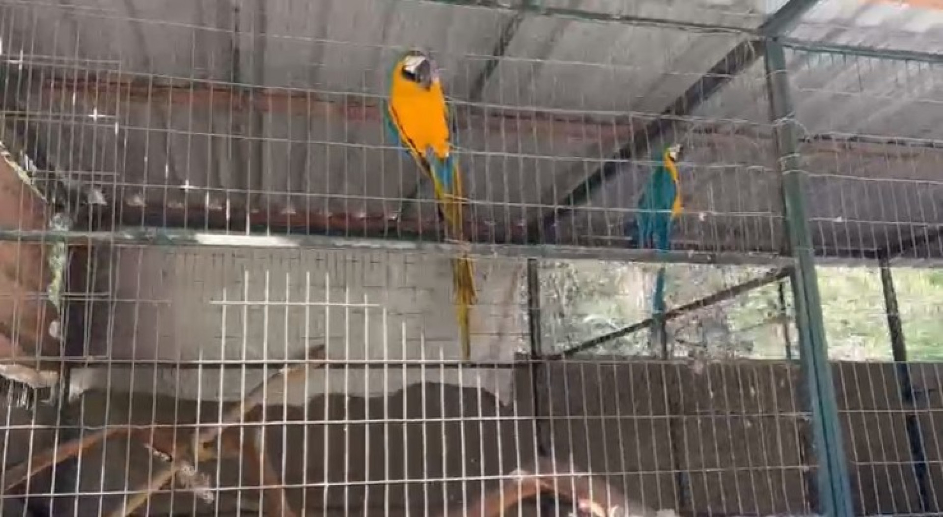 PF prendeu um homem em flagrante após encontrar aves exóticas e animais silvestres em cativeiro
- Divulgação