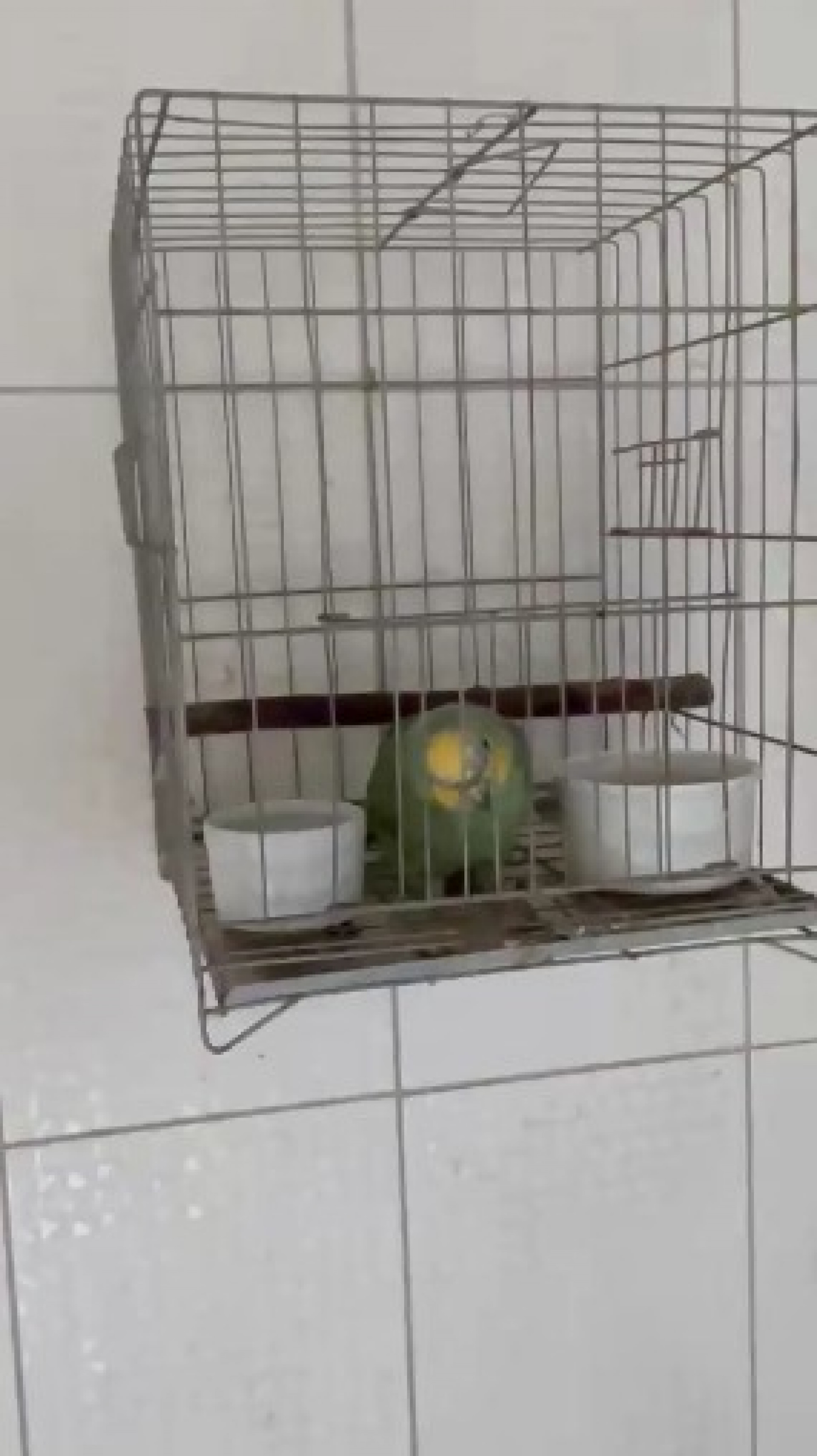 Ação da PF prendeu homem em flagrante após encontrar aves exóticas e animais silvestres em Niterói - Divulgação