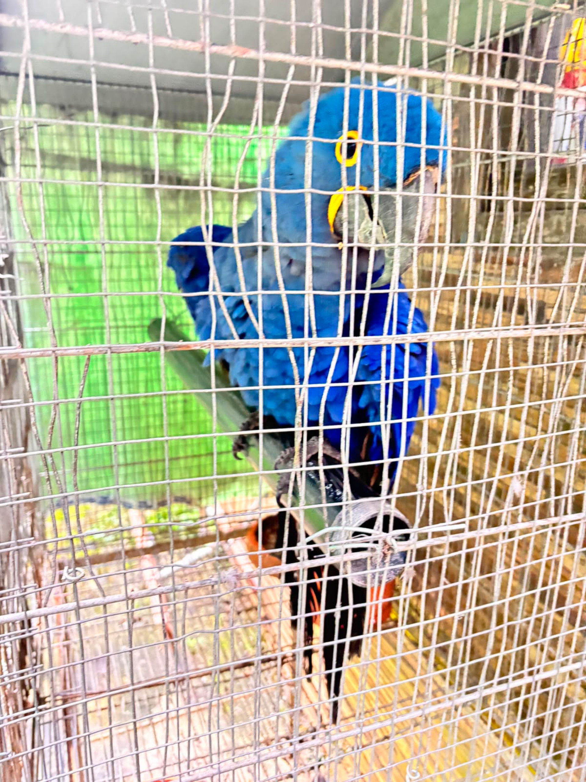 Arara-azul, espécie ameaçada de extinção, foi encontrada em ação da Polícia Federal - Divulgação