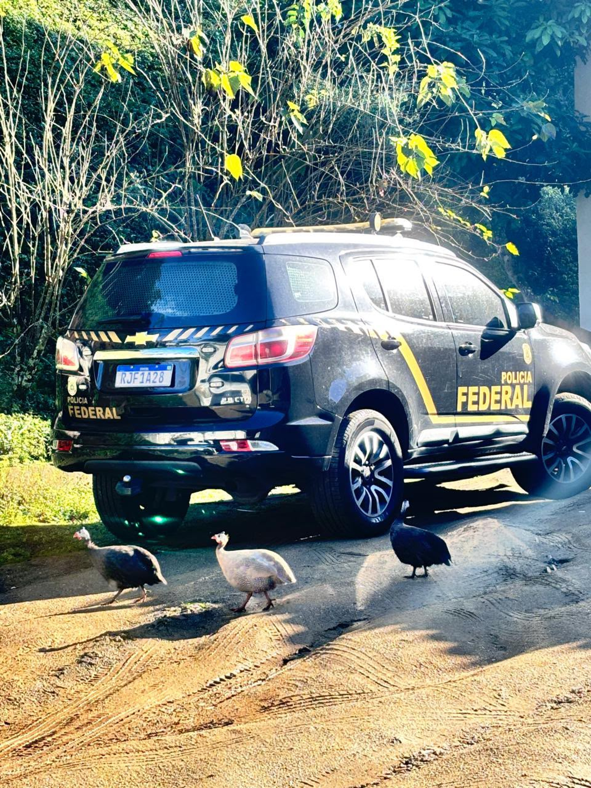 Operação da PF encontrou aves exóticas e animais silvestres em cativeiro em Niterói, na Região Metropolitana - Divulgação