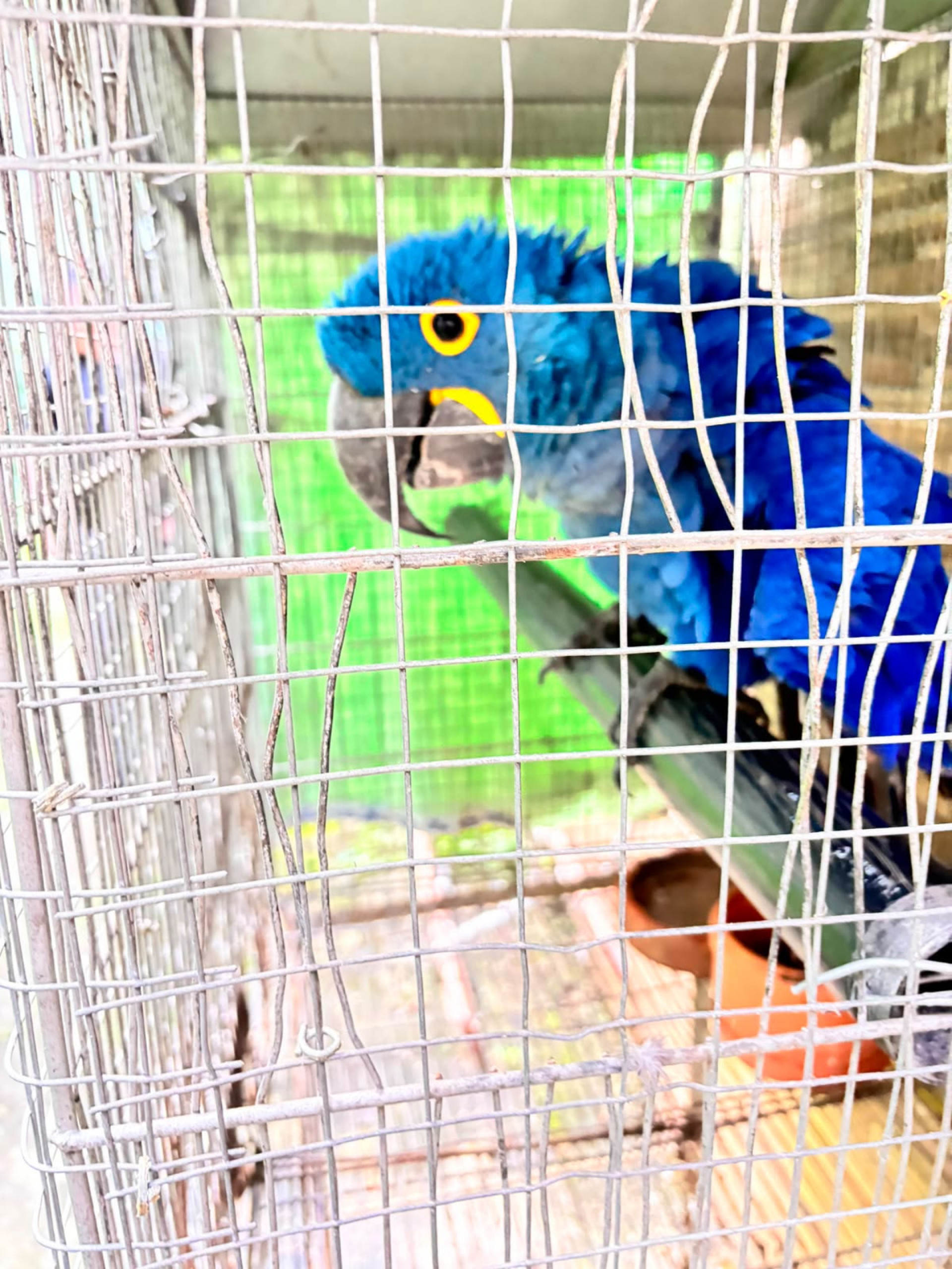 Ação da PF contra tráfego de animais silvestres encontrou arara-azul em Niterói - Divulgação